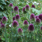Sphaerocephalon Allium Bulbs
