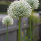 Mount Everest Allium Bulbs