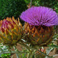 Cardoon Artichoke Seeds online shopping