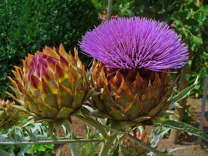 Cardoon Artichoke Seeds online shopping
