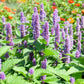 Licorice Mint Seeds online shopping
