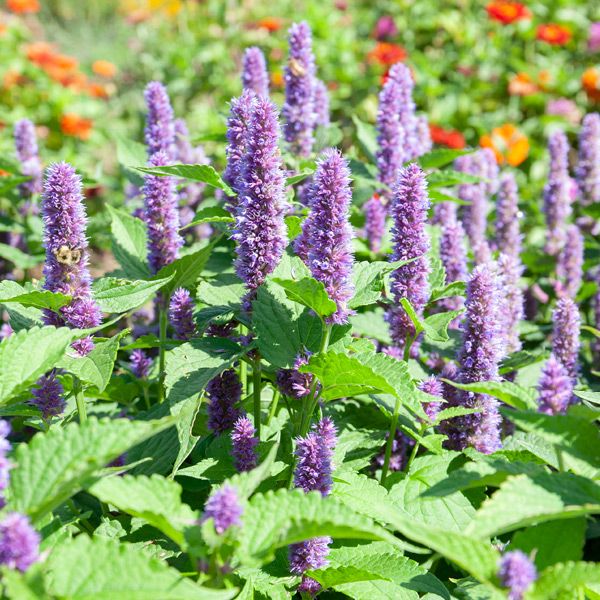 Licorice Mint Seeds online shopping