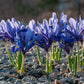 Harmony Dwarf Iris Rhizomes