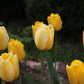 Jaap Groot Tulip Bulbs
