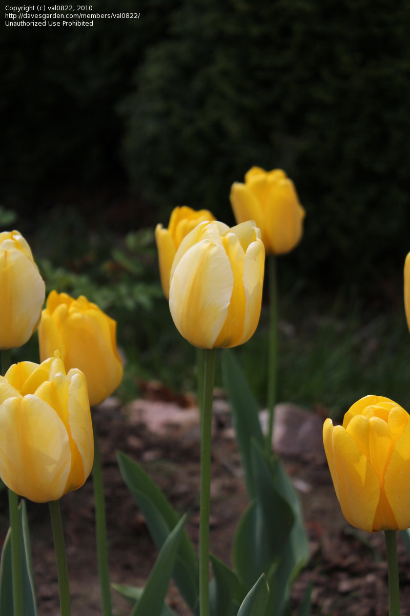 Jaap Groot Tulip Bulbs