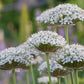 Nigrum Allium Bulbs