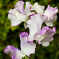Butterfly Blend Sweet Pea Seeds online shopping