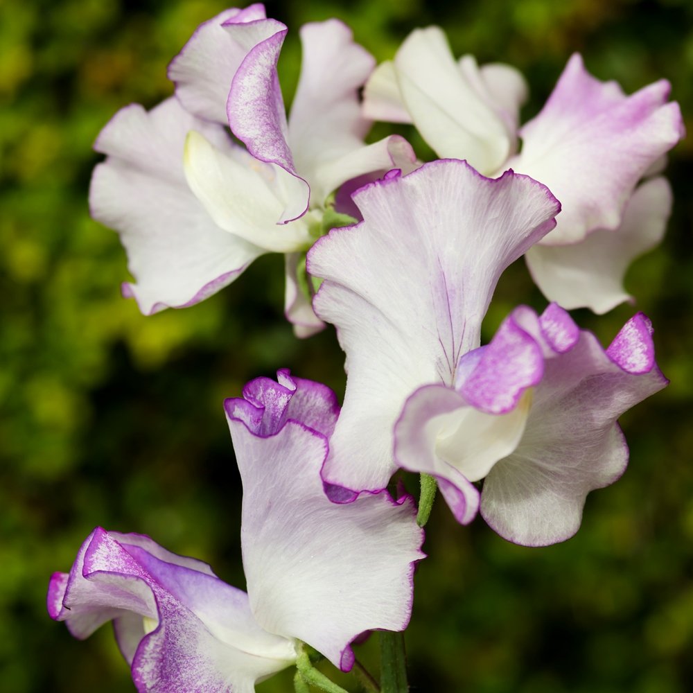 Butterfly Blend Sweet Pea Seeds online shopping
