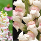 Potomac Appleblossom F1 Snapdragon Seeds online shopping