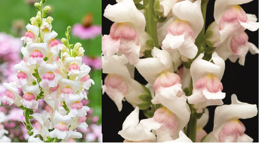 Potomac Appleblossom F1 Snapdragon Seeds online shopping
