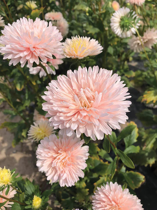 King Size Apricot China Asters Seeds online shopping