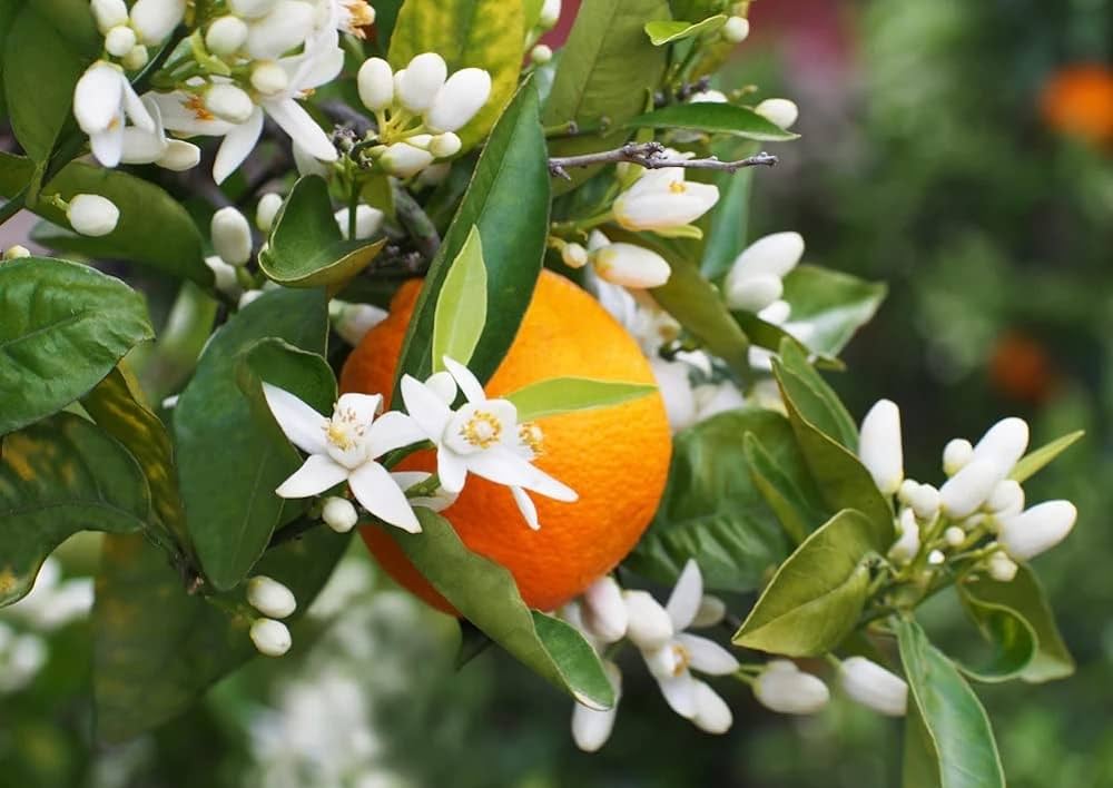 Citrus Trees - Arbres d'Agrumes