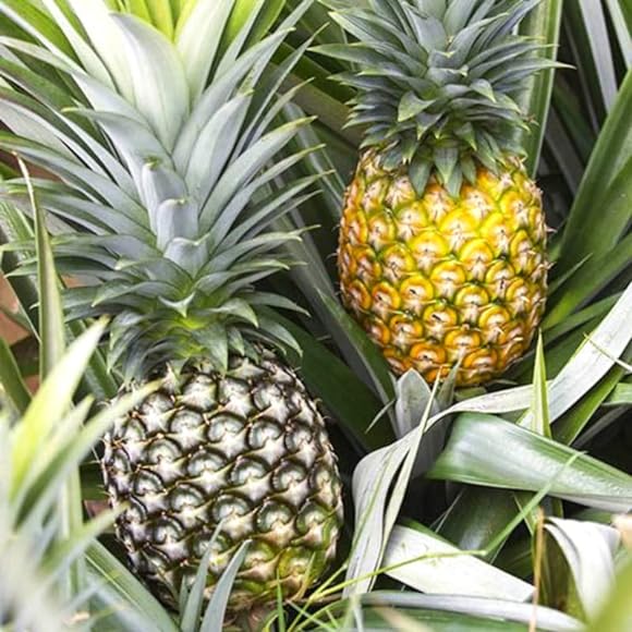 Pineapple Plant - Plante d'Ananas