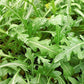 Sylvetta Arugula Seeds online shopping