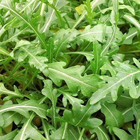 Sylvetta Arugula Seeds online shopping