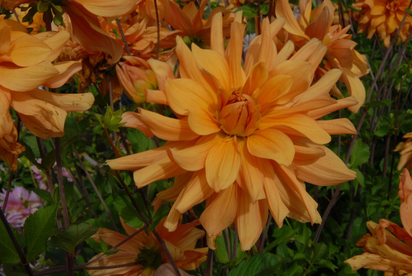 Andrew Charles Dahlia