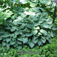 Blue Cadet Hosta Plant