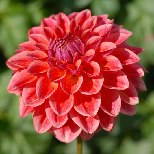 All That Jazz Dahlia
