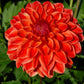 All That Jazz Dahlia