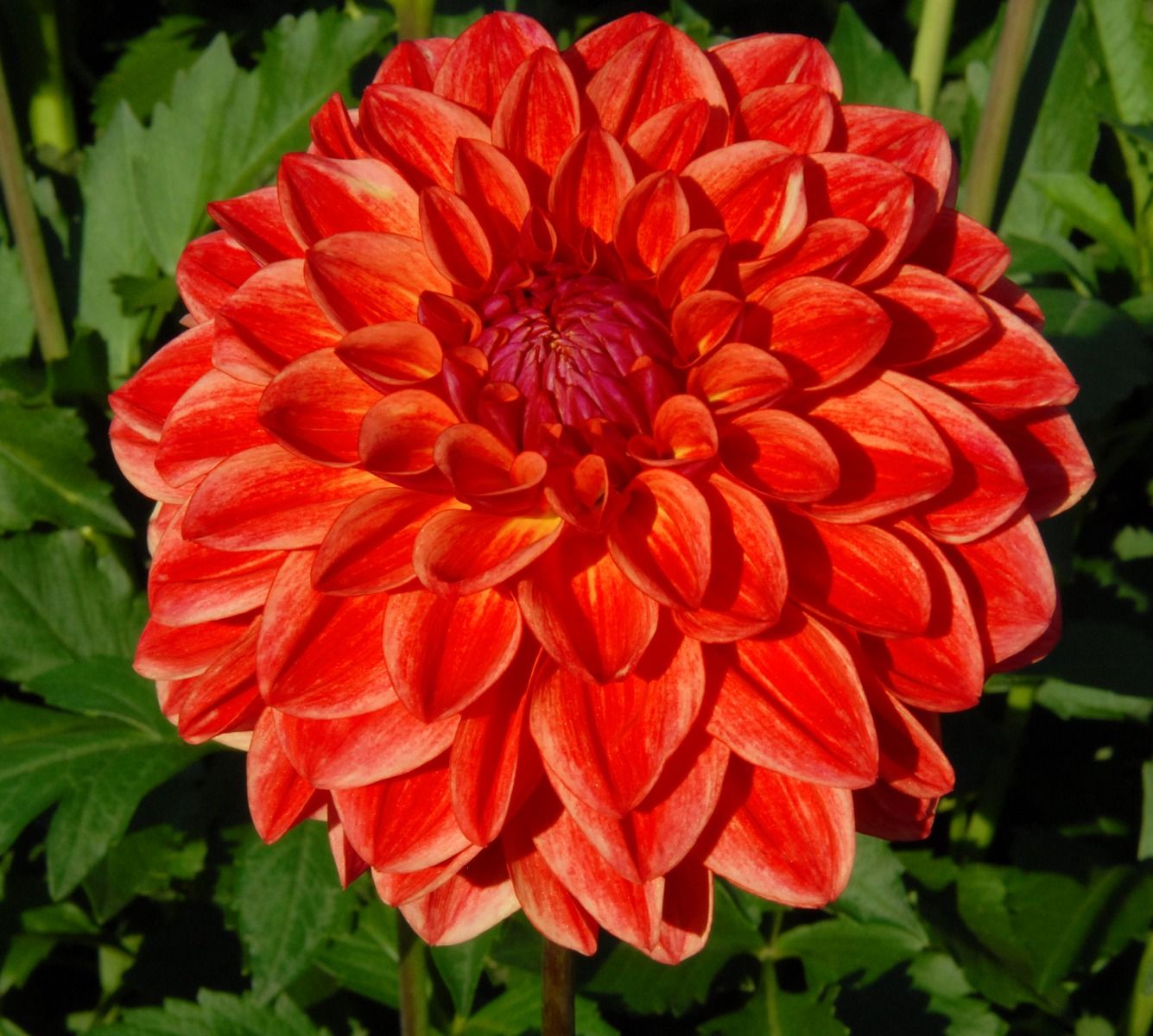 All That Jazz Dahlia