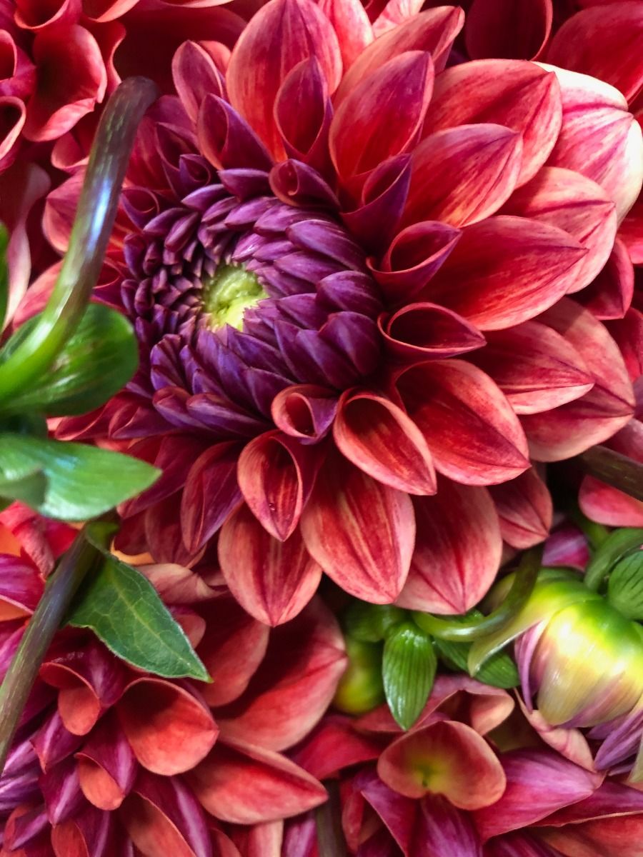 All That Jazz Dahlia