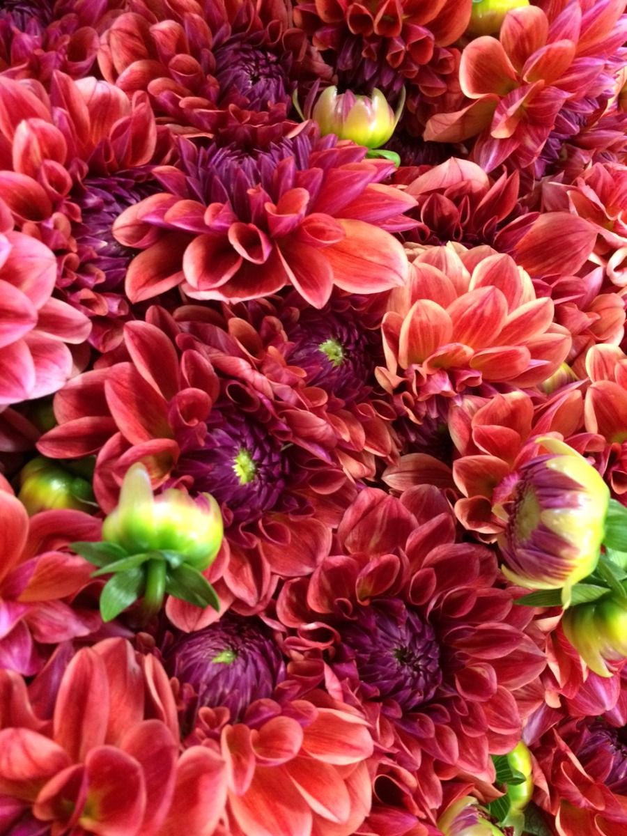 All That Jazz Dahlia