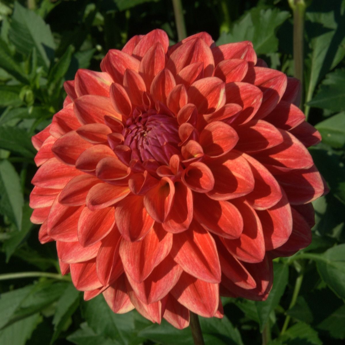 All That Jazz Dahlia – EVERGREEN