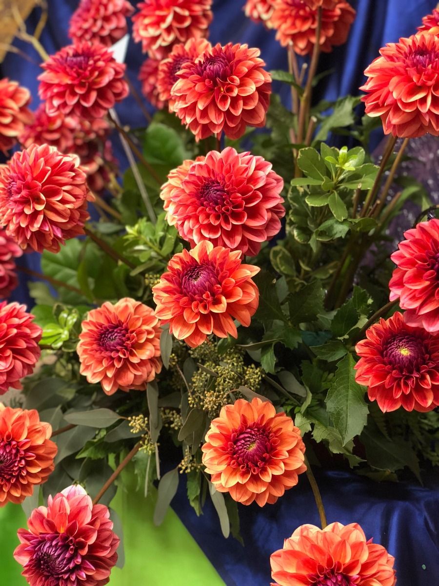 All That Jazz Dahlia