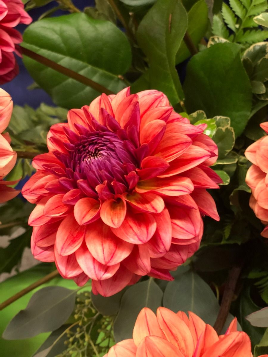 All That Jazz Dahlia – EVERGREEN