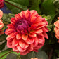 All That Jazz Dahlia