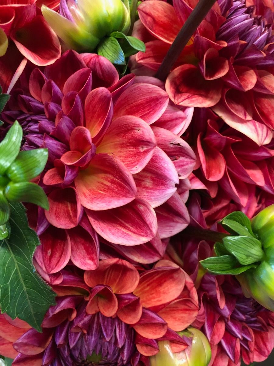 All That Jazz Dahlia