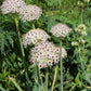 Silver Spring Allium Bulbs