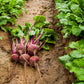 Red Ace F1 Beet Seeds online shopping
