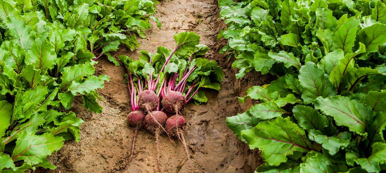 Red Ace F1 Beet Seeds online shopping