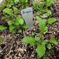 Astro Arugula Seeds online shopping