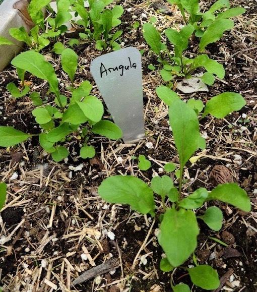 Astro Arugula Seeds online shopping