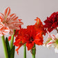 Prancer Prepared Amaryllis Bulbs