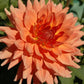 Baarn Bounty Dahlia