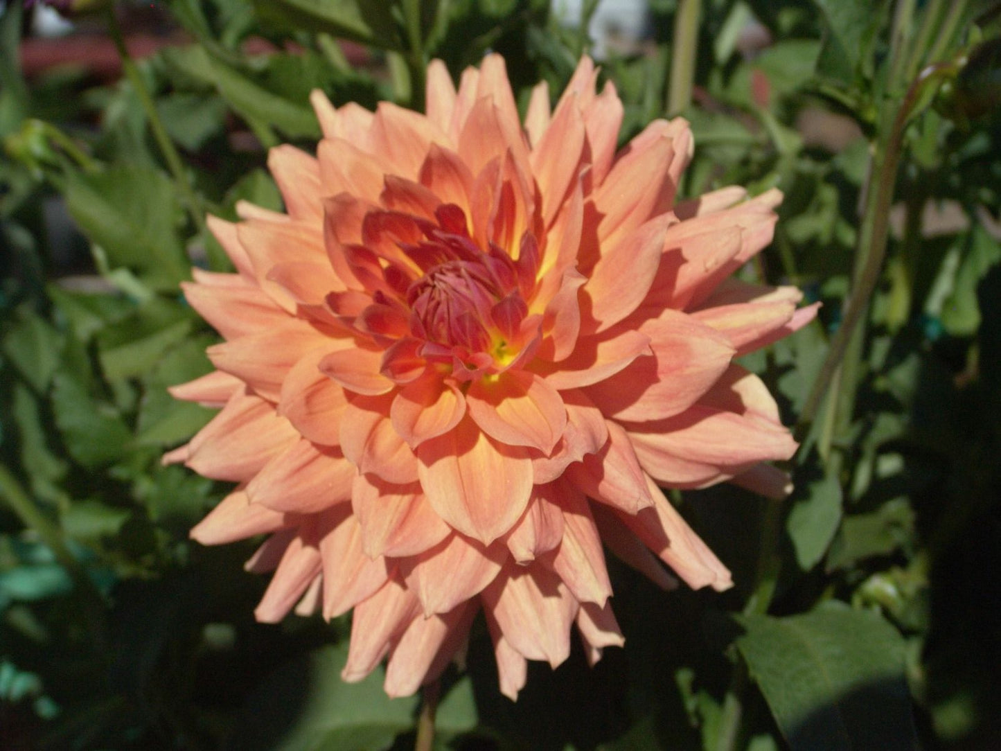 Baarn Bounty Dahlia