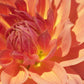 Baarn Bounty Dahlia