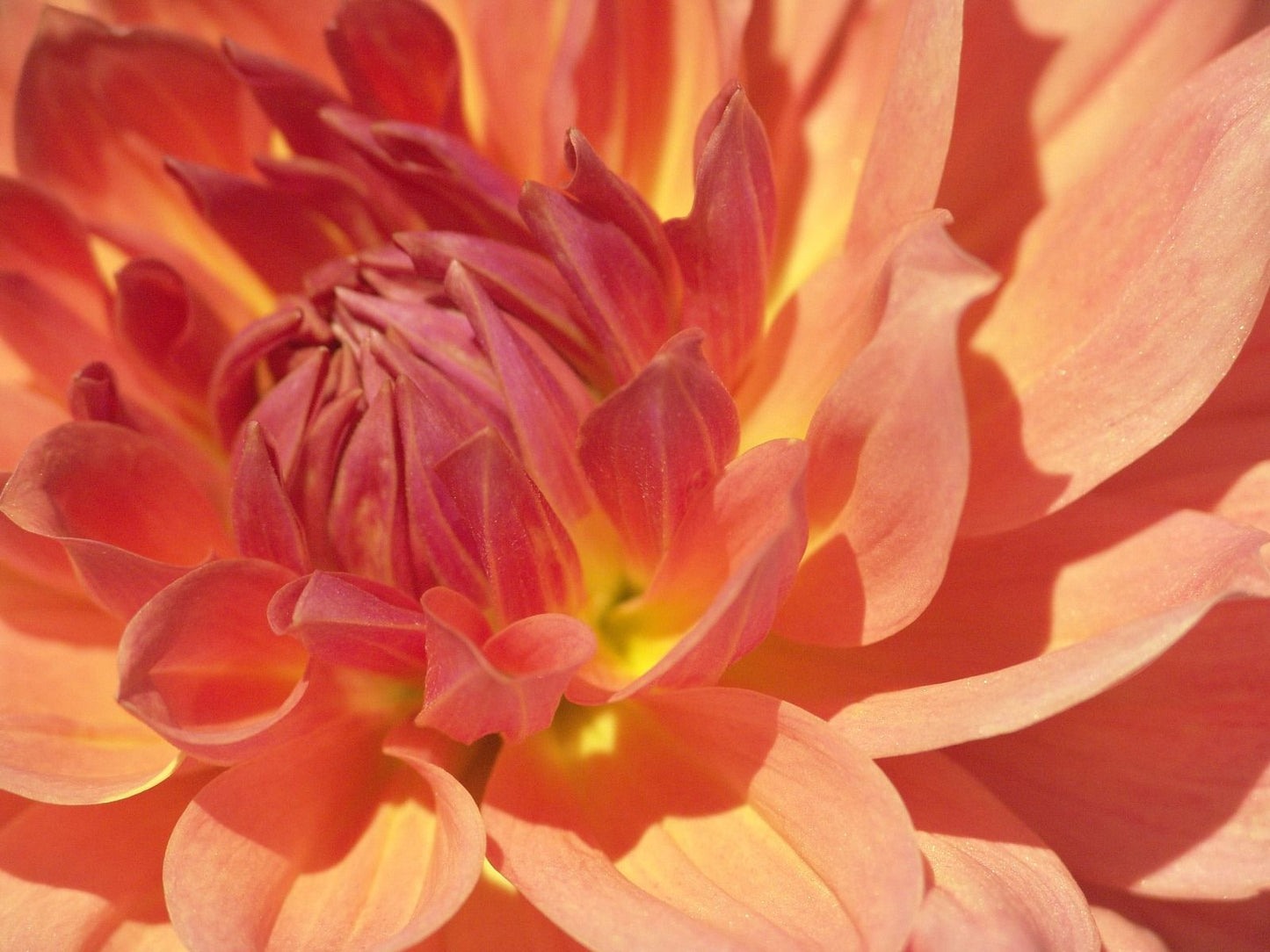 Baarn Bounty Dahlia
