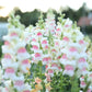 Potomac Appleblossom F1 Snapdragon Seeds online shopping