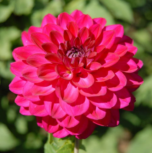 Fabulous Dahlia
