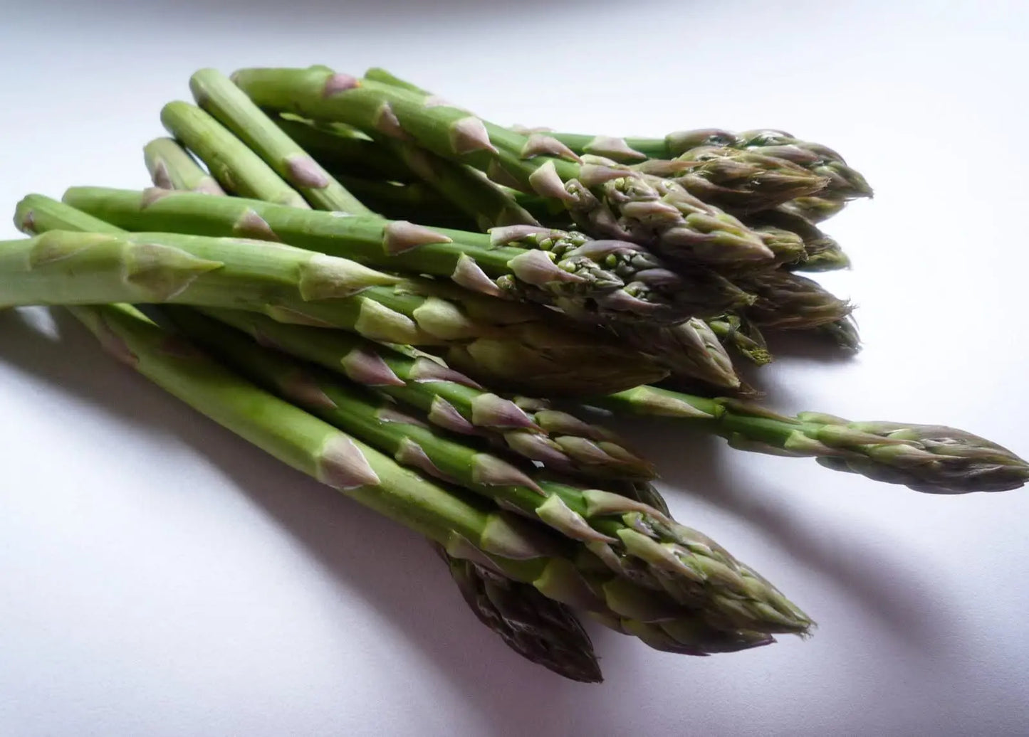 Guelph Millennium F1 Asparagus Seeds online shopping