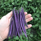 Celine Organic Bush Bean Seeds online shopping