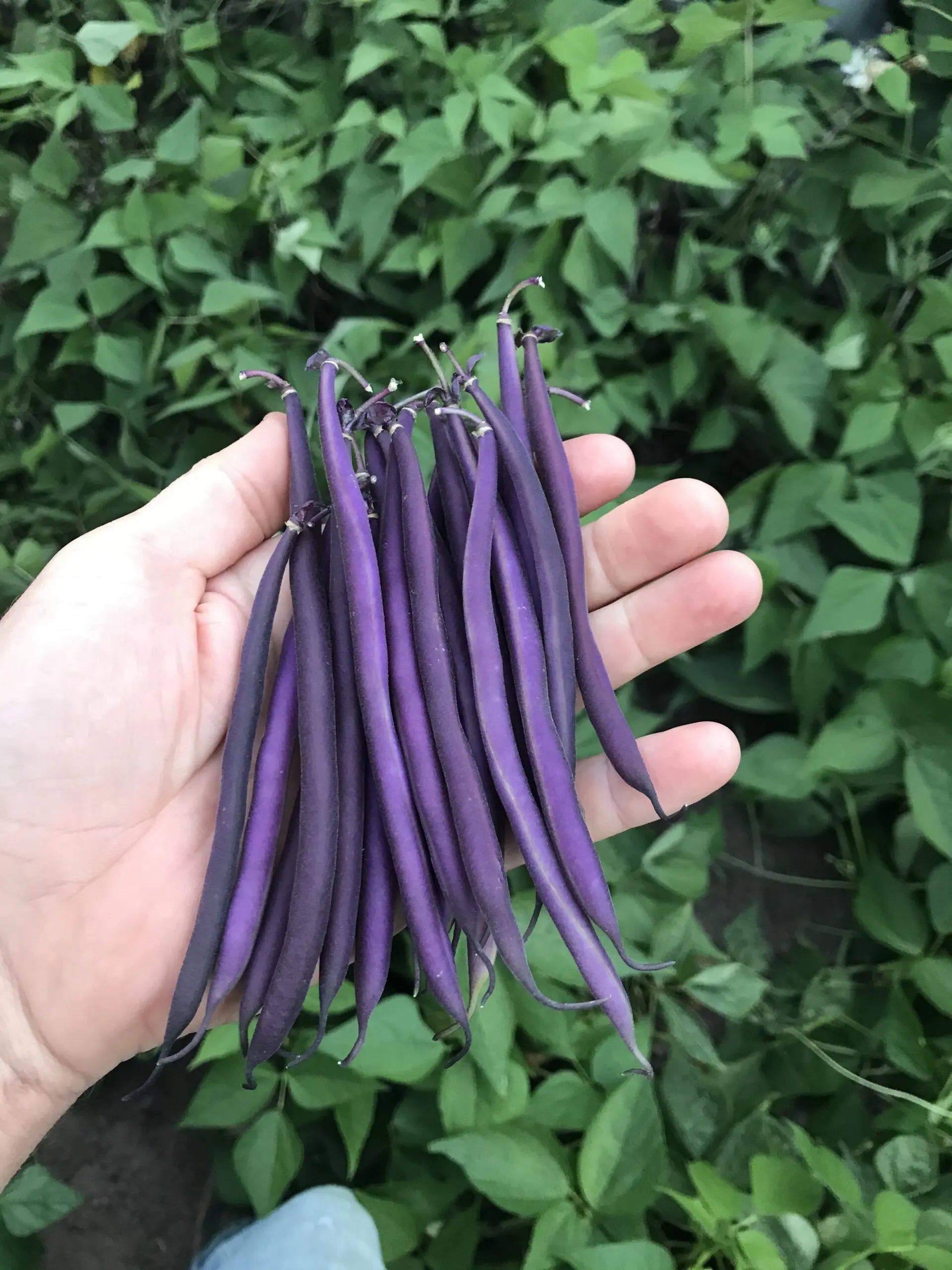 Celine Organic Bush Bean Seeds online shopping