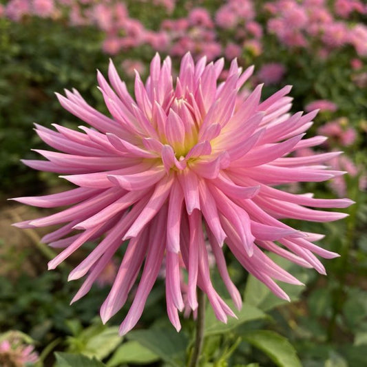 En Pointe Dahlia