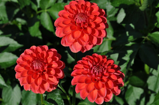 Benjamin Matthew Dahlia