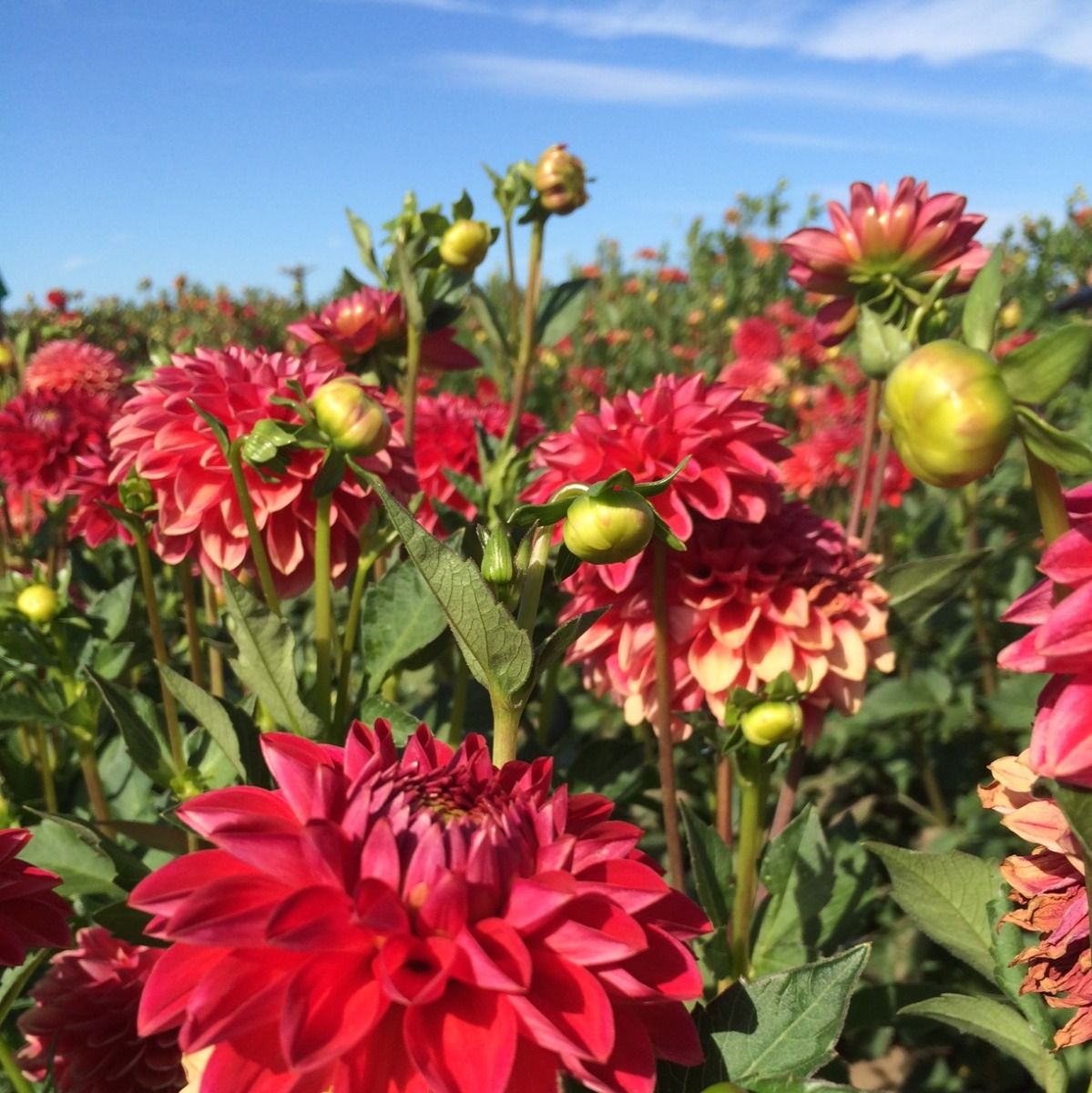 Benjamin Matthew Dahlia