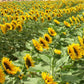 Zohar Sunflower Seeds online shopping
